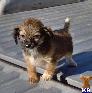Puppies in OK